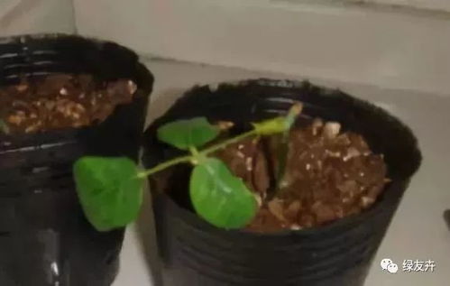 新手必看！花泥正确使用方法与步骤大揭秘