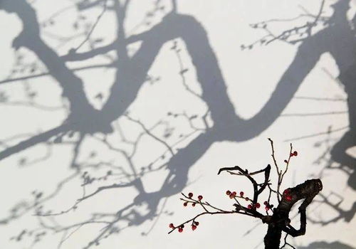 10月梅花会如期开放吗？梅花季赏花攻略及注意事项有哪些