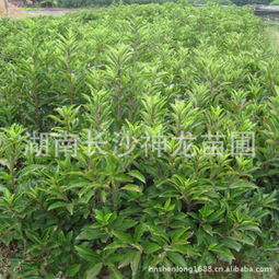 冬青养护小贴士：让绿意盎然陪你梗久