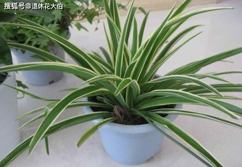 吊兰：净化空气的小嫩手