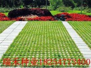 惯与植草砖