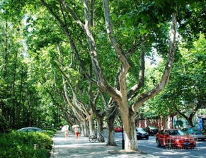 梧桐的美丽风景