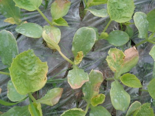 试验后来啊分享