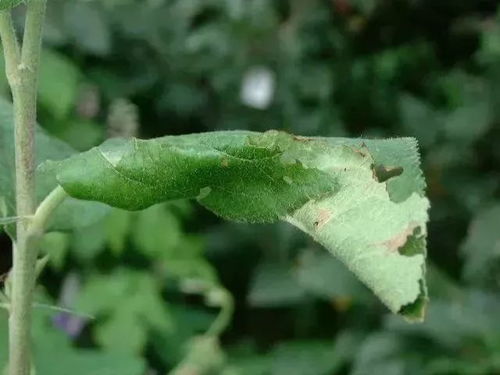 缬草病虫害防治指南中，针对缬草种植管理要点