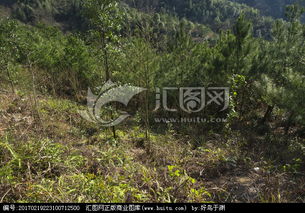 在山坡地进行绿化时选择耐旱草种：