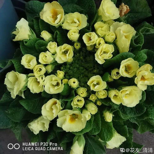 裂叶蔓绿绒：耐寒又耐阴， 室内绿植的佳选