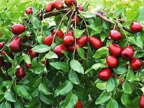 神秘的力量，来自枣树根