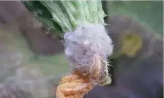 灰霉病和疫病， 了解它们的防治