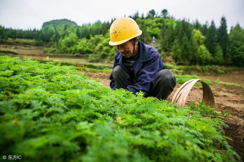 铁甲球播种技巧和繁殖指南中，如何确保铁甲球种子发芽率和成活率
