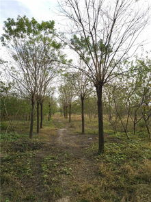 白蜡树苗的购买建议