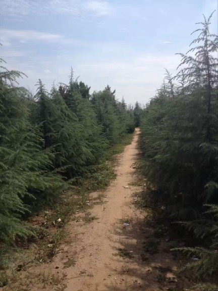 树形特征的差异