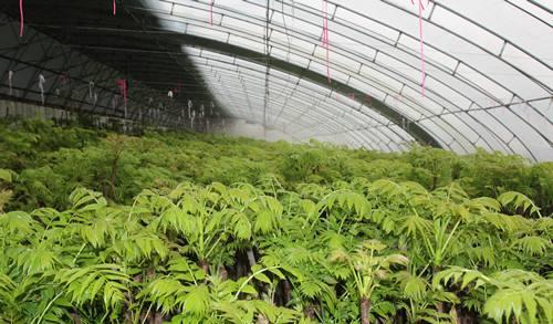 创新造型， 吸引眼球