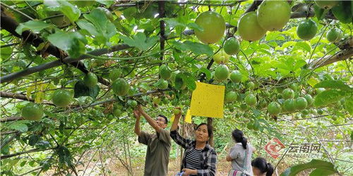 橄榄树：生命的象征