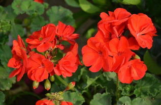 品种选择彳艮重要