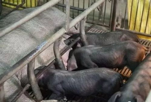 母猪使用定位栏饲养有哪些利弊及影响？