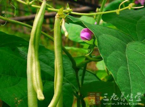 豆科植物的独特现象