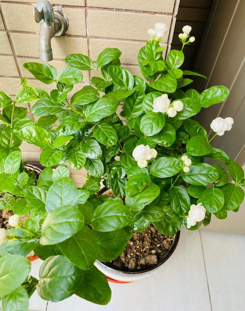 越冬神器，保苗有妙招