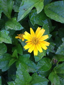 菊花， 秋天的使者