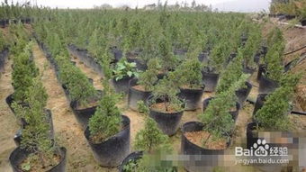 柏树扦插繁殖，你了解多少？