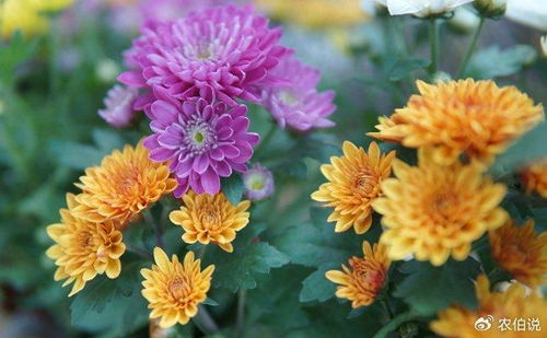 菊花换盆后叶子蔫了怎么办？教你几招让它恢复生机