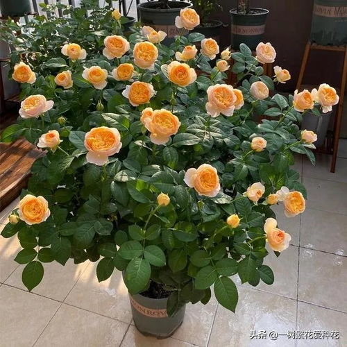 1. 友禅月季：经典中的经典