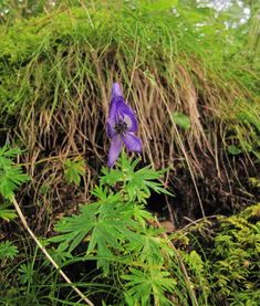 华北乌头：有毒的美丽