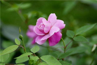 月季花的播种时机揭秘