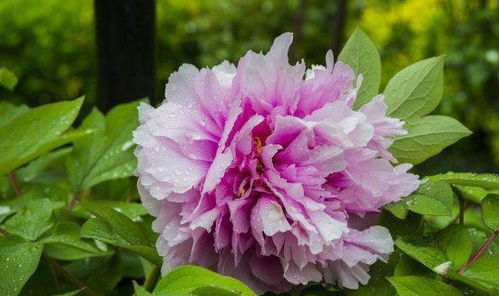 芍药花水养时每天应该浇多少水才能保持最佳生长状态