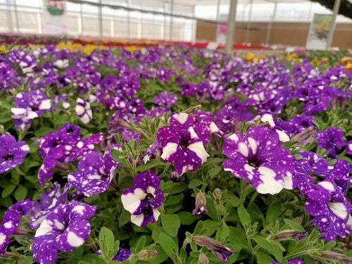 花卉市场发展趋势