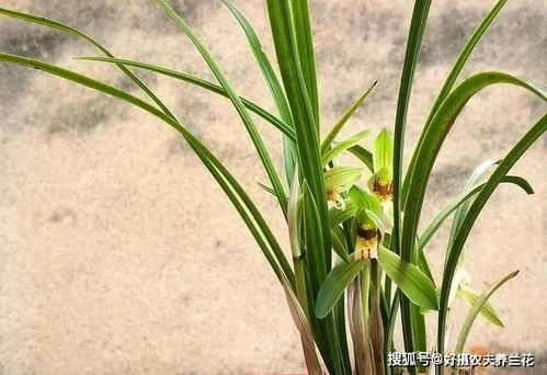 兰花发芽不长根，是土壤问题还是浇水不当