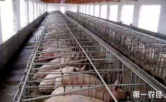 养猪经验分享：如何快速搭建猪舍