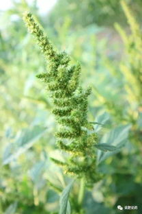 马尾松的种子繁殖