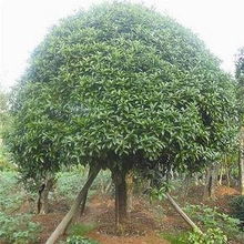 第一步：选择健康树苗， 就像选好朋友一样