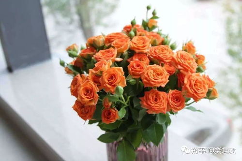 橙色芭比， 春日里的阳光小精灵