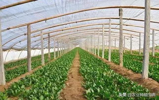 大棚种植：适合初学者的蔬菜推荐