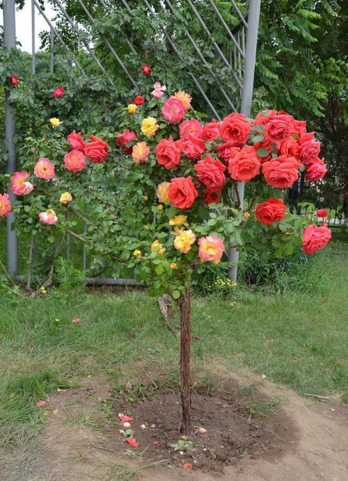 树状月季的越冬秘诀