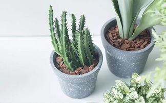 植物生根剂， 浓度真不是越高越好