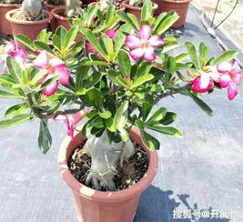 新手入门级，哪些高颜值花卉绿植适合室内养护？