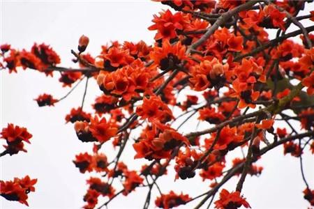 广州市花木棉花，象征坚韧与希望