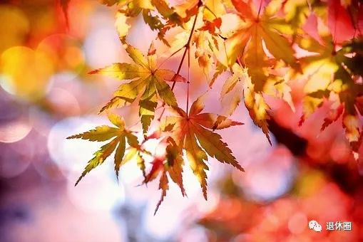 秋天的呼唤：腊梅的搬家时间