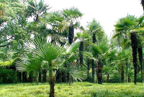 正确操作是关键