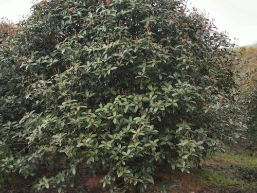 四、 走进红叶石楠的世界