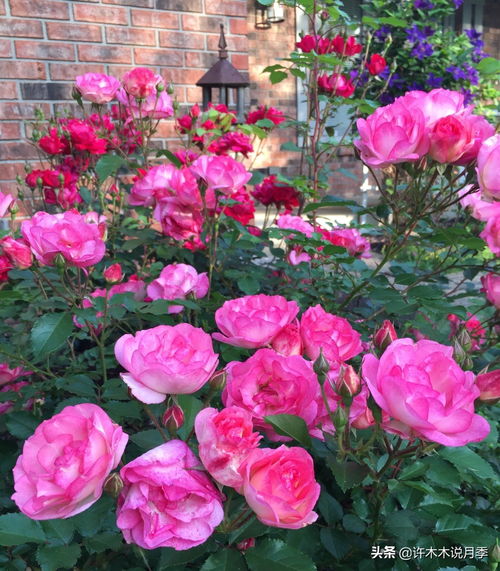 适时修剪，避免养分消耗，月季花开不断！