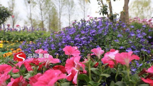 常州展园：月季花海中的浪漫风情