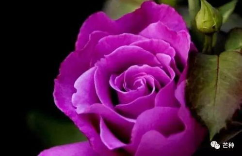 紫玫瑰种植