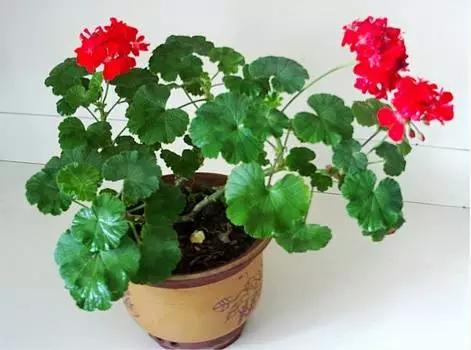 红花开得旺盛的秘密，你了解多少？