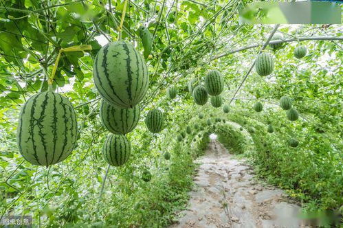 芦笋高产无公害种植技术，关注病虫害防治与土壤管理