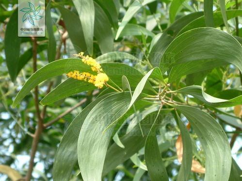 密封种子催芽发霉了还嫩种吗？