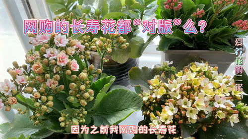 长寿花烂根了怎么办？有没有抢救方法