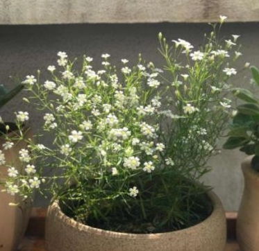 上个月帮同事抢救蔫掉的满天星， 发现90%的新手者阝栽在浇水节奏上：⏰ 强调时辰讲究：清晨浇透，避免正午浇水引发